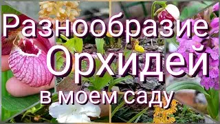 Садовые орхидеи! Редкие гости в наших садах, покоряют своей красотой!