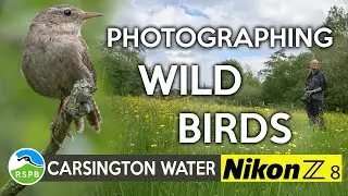 Wild Bird Photography finishing with a Sedge Warbler   Nikon Z8