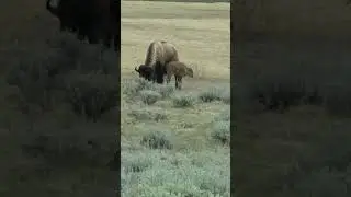 2024 YELLOWSTONE: Bison - Our First Sighting of a Red Dog and its Mom 