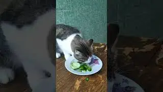 Кот жадно ест огурцы 😂прикол.Хрустит за обе щеки 😁 Кот и огурцы)The cat greedily eats cucumbers!