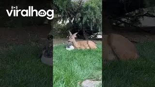 Deer and  Rabbit Best Friends || ViralHog