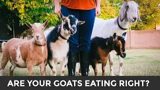 A Simple Guide to Feeding & Caring for Goats (+ meet our goats!)