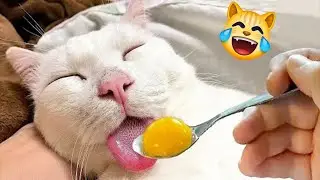 Funny Dogs And Cats Videos 2024 😅 Best Funniest Animal Videos Of The Month 🥰👌 #21