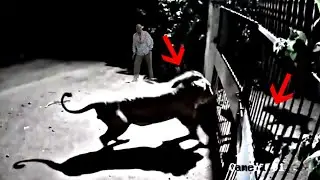 Brave owner saves his dogs from lions!!!