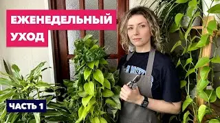 Мой еженедельный уход за комнатными растениями