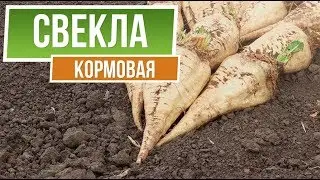 Полезные свойства Кормовой свёклы ✔️  Чем отличается кормовая свекла