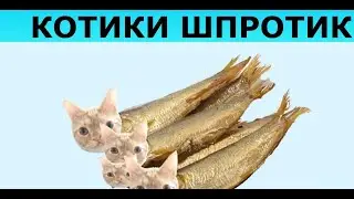 котики шпротики - ням ням ням