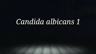 43 Candida Species