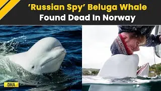 Hvaldimir, The Celebrated Russian Spy Whale, Found Dead In Norway, Cause Of Death Not Clear