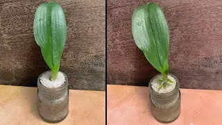 Just Need Rice! Orchid leaves take root immediately and bloom non-stop