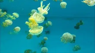 [clip] Aquarium of the Pacific - video compilation - music made by jellyfish