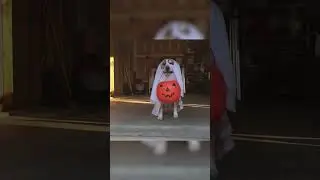 Adorable Dog Goes Trick-Or-Treating! #Dogs #Halloween #Shorts