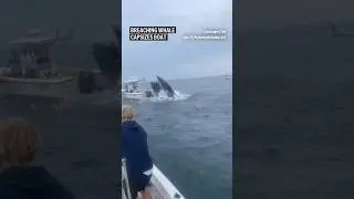 Breaching whale capsizes boat