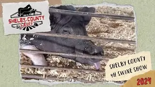 2023 Shelby County Fair - 4H Swine Show
