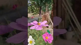 кавказская серая горная пчела