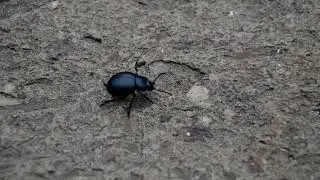 One from the beetles.