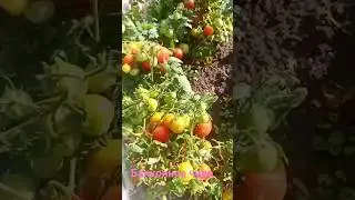 томат