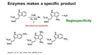 Topic 7.6 - Enzyme reaction specificity