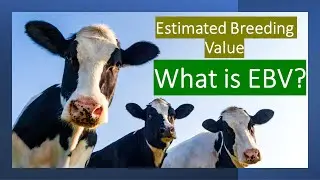 What is Estimated Breeding Value | EBV | What is Transmitting Ability in Animal Breeding