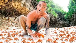 100 Million Red Crabs On A Tropical Island - Biggest Crab Migration In The World