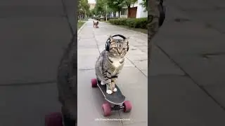 Cat on Skateboard!