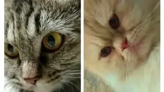 Cutest cat video compilation 😻🐱 Funny cat videos 😜 must watch #cat #funny #cute #aww#viral #trending