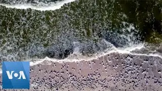 Jellyfish Flood Beaches in Crimea