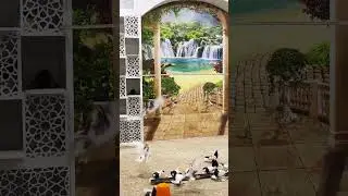 Голуби Акмаля Узбекистан город Ташкент