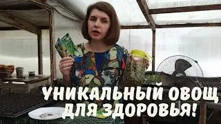 Выращивайте сельдерей именно так! И увидите все его достоинства!!