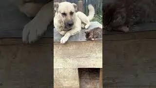 Стеснительному Баксу было очень неловко угощаться сосиской маленького Чепусика 🐈🌭🐕