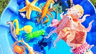 All About Sea Animals for Babies Kids | Learn Sea Animal Names & Fun Facts: Octopus Eel Shark