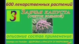 заячья капуста (очиток большой) 600 лекарственных растений