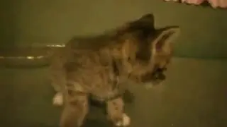 Котята от бездомной мамы.