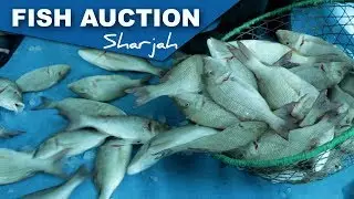 Sharjah Fish Auction - Buy fresh fish from fishermen -Al Jubail Market