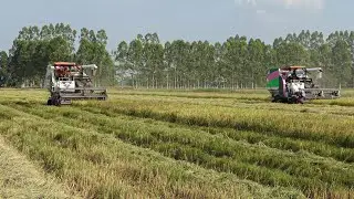 Modern Harvesting Machine | Great Standard Harvester in the Field | Kubota 105X Harvesting