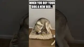 When You Buy Your Dog A New Bed...