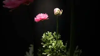 Ranunculus time-lapse