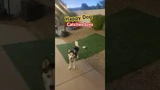 Happy Dog catches 4 dog toys ! #happydog #meme #shorts #puppy