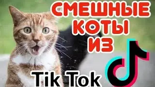 Угар Кот Говорит Мама Тик Ток 2021 