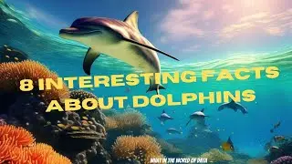 8 Interesting Facts About Dolphins 🐬