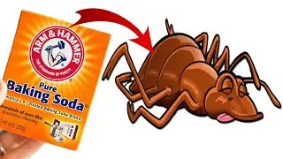 How Do You Use Baking Soda To Kill Bed Bugs FAST !