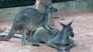 Kangaroo Sounds - Noises