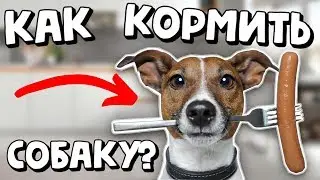 КАК КОРМИТЬ СОБАКУ? | ОСОБЕННОСТИ ПИЩЕВАРИТЕЛЬНОЙ СИСТЕМЫ СОБАК