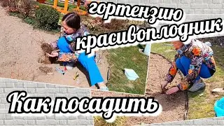 САЖАЮ ГОРТЕНЗИЮ И КРАСИВОПЛОДНИК. Небольшие но важные моменты