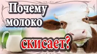 Почему скисает молоко