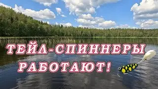 Красивое Лесное озеро!  Щука тут не Видела тейл-спиннеров!  Тёмные цвета Hurricane и BULLET !!!