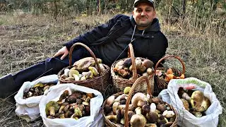 Остров белых грибов. Я снова в сказке.