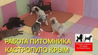 как работает питомник чихуахуа и той-пудель мальтипу Кастропуло Крым продажа щенков купить