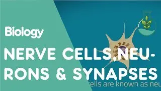 What are Nerve Cells, Neurons & Synapses? | Physiology | Biology | FuseSchool