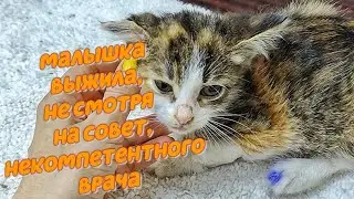 Как спасённый от смерти котенок?